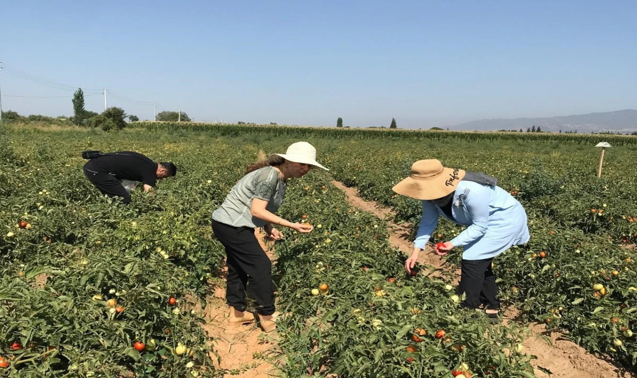 Aydın’da domates yetiştiriciliği EKÜY projesiyle güvende