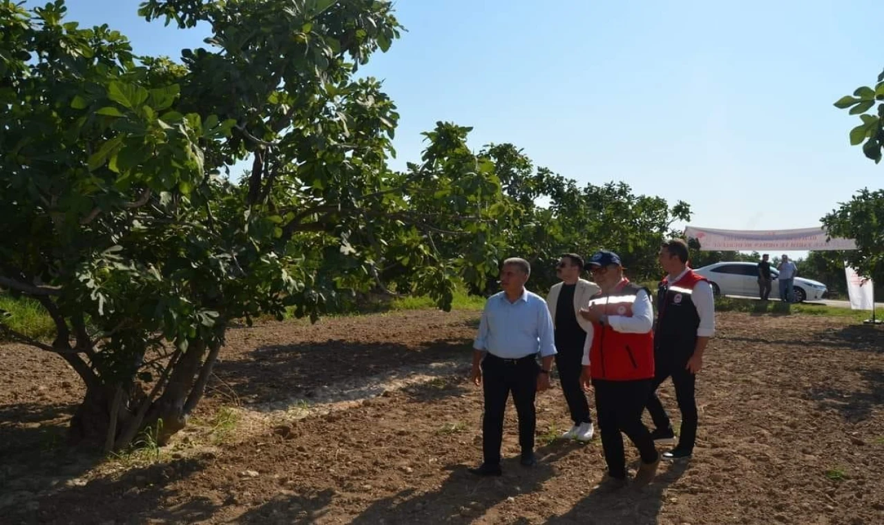 Buharkent’teki incir bahçeleri incelemelerde bulunuldu