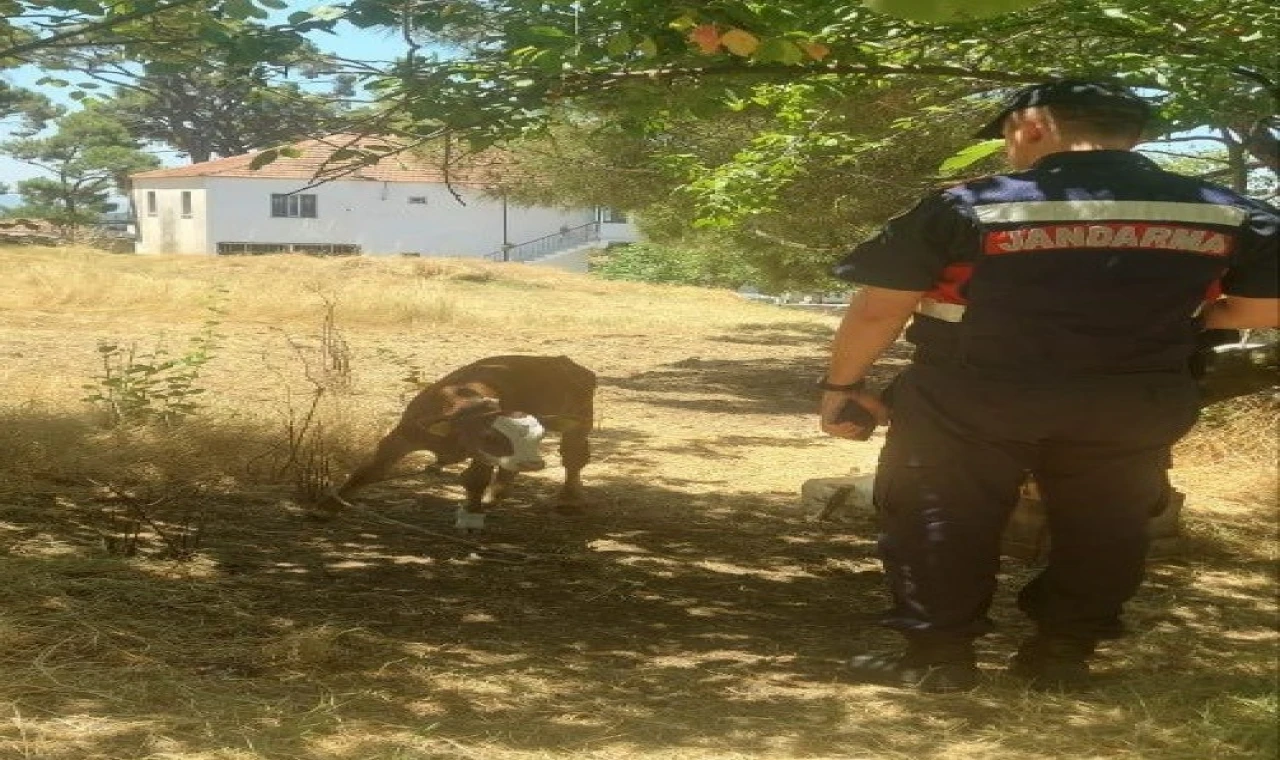 Çalınan hayvanlar jandarma tarafından kısa sürede bulundu