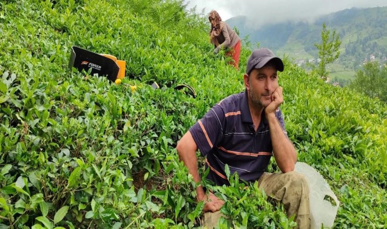 ÇAYKUR günlük çay alım kontenjanını bu kez de 20 kilograma düşürdü