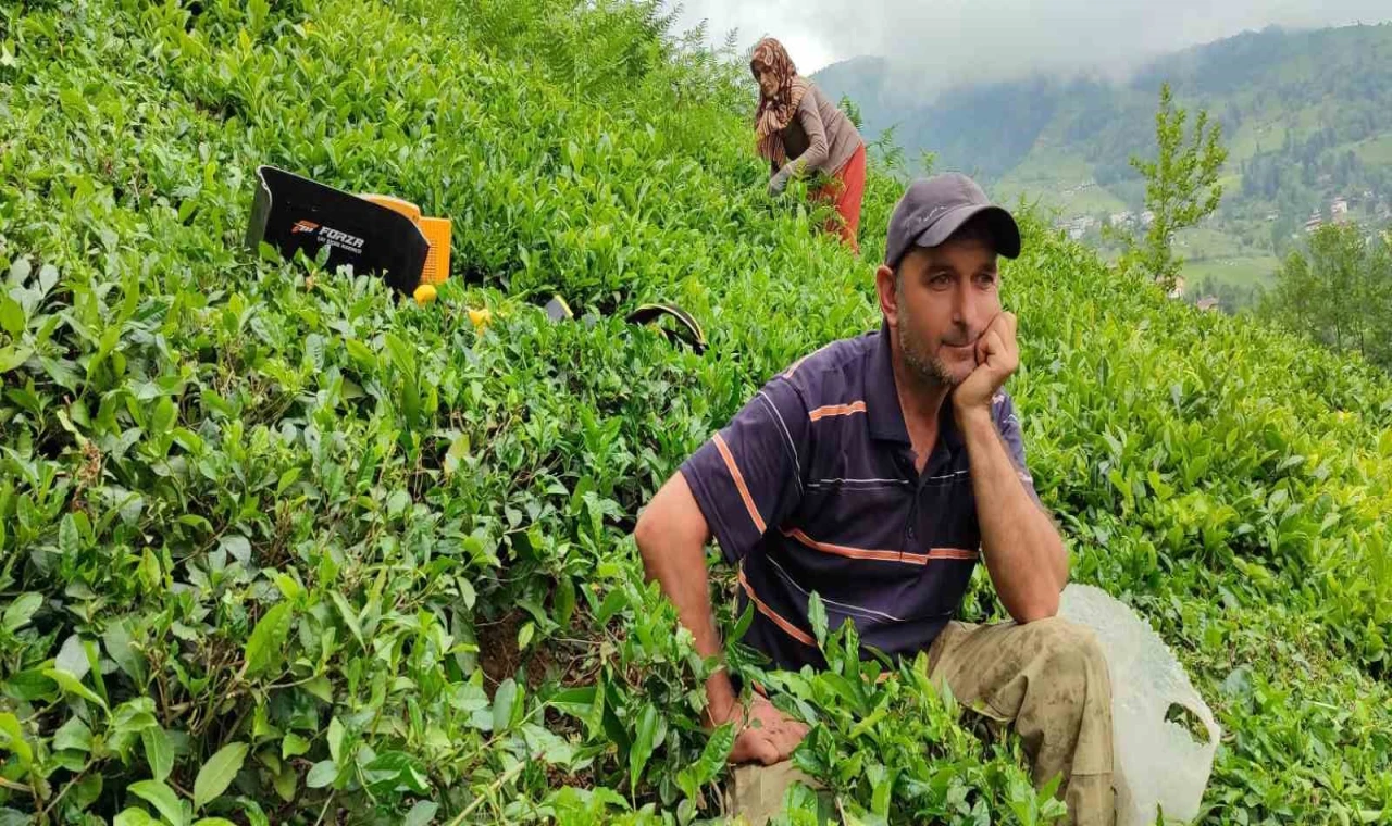 ÇAYKUR’dan çay alımlarına 1 günlük ara açıklaması