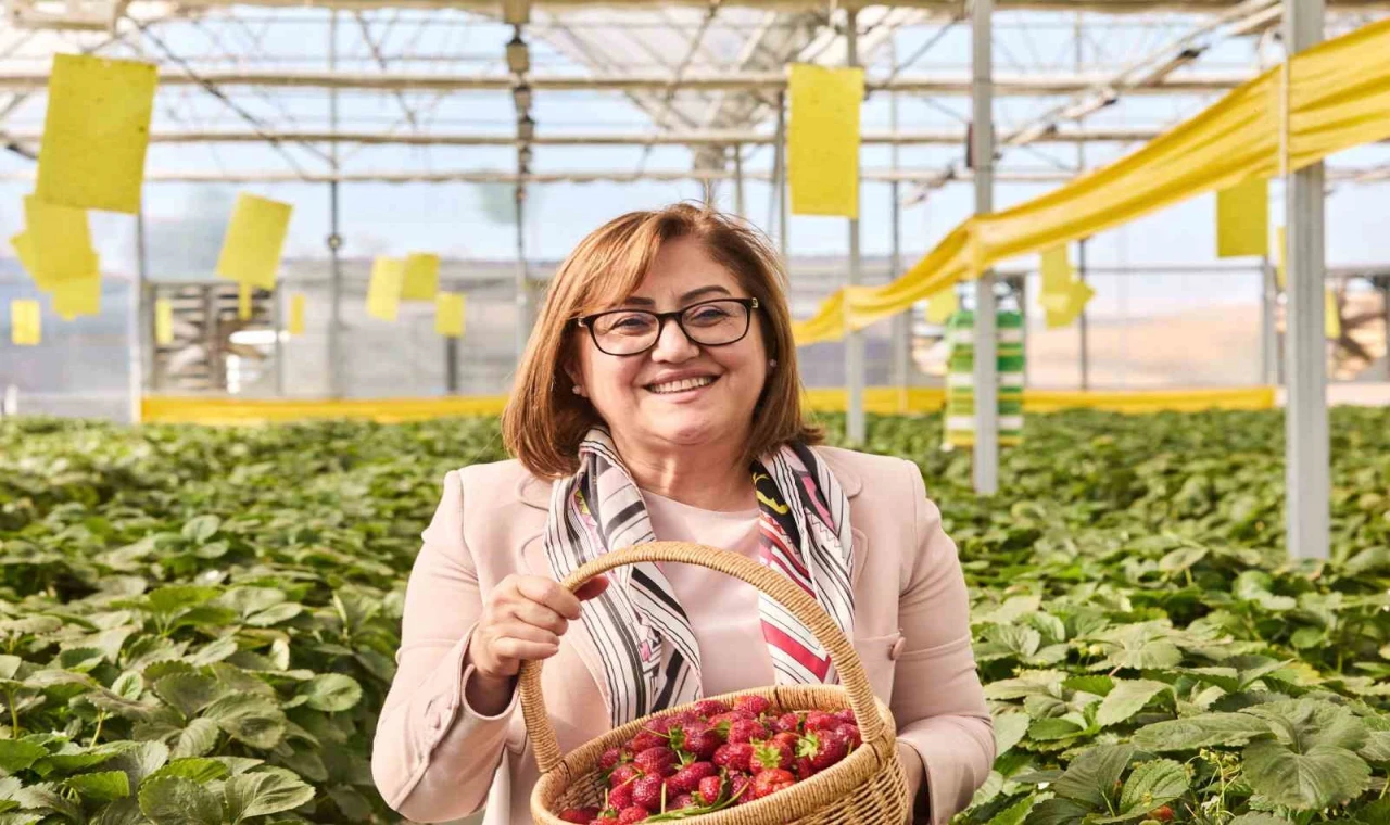 Çöplerden elde edilen ısıdan yararlanılan çilek serası ilk hasadını verdi