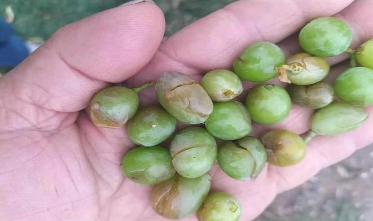 Dolu yağışı tarım ürünlerine zarar verdi