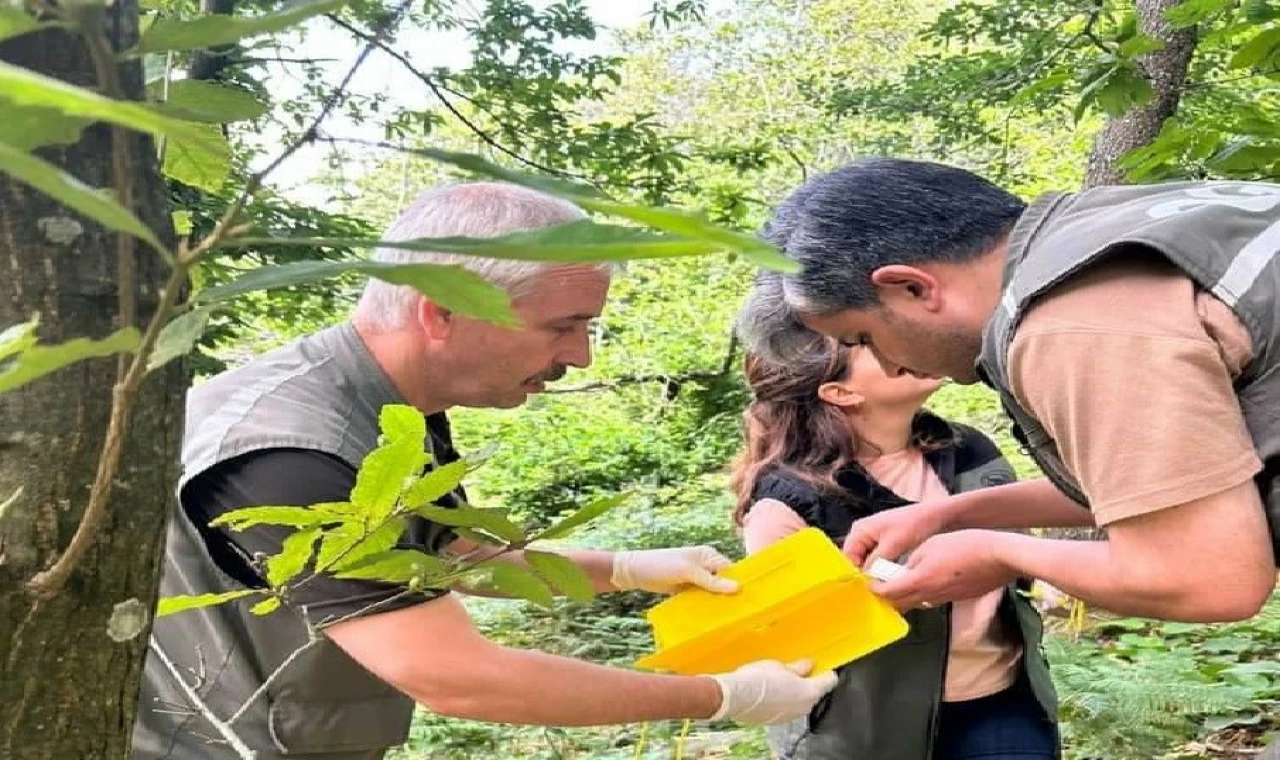 Kapıdağ’da ”dumansız yangın” ile biyolojik mücadele başladı