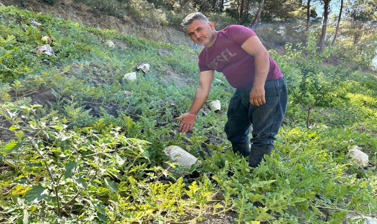 Kavurucu sıcağa karşı çözümü tarladaki karpuzları tek tek gazeteyle sarmakta buldu