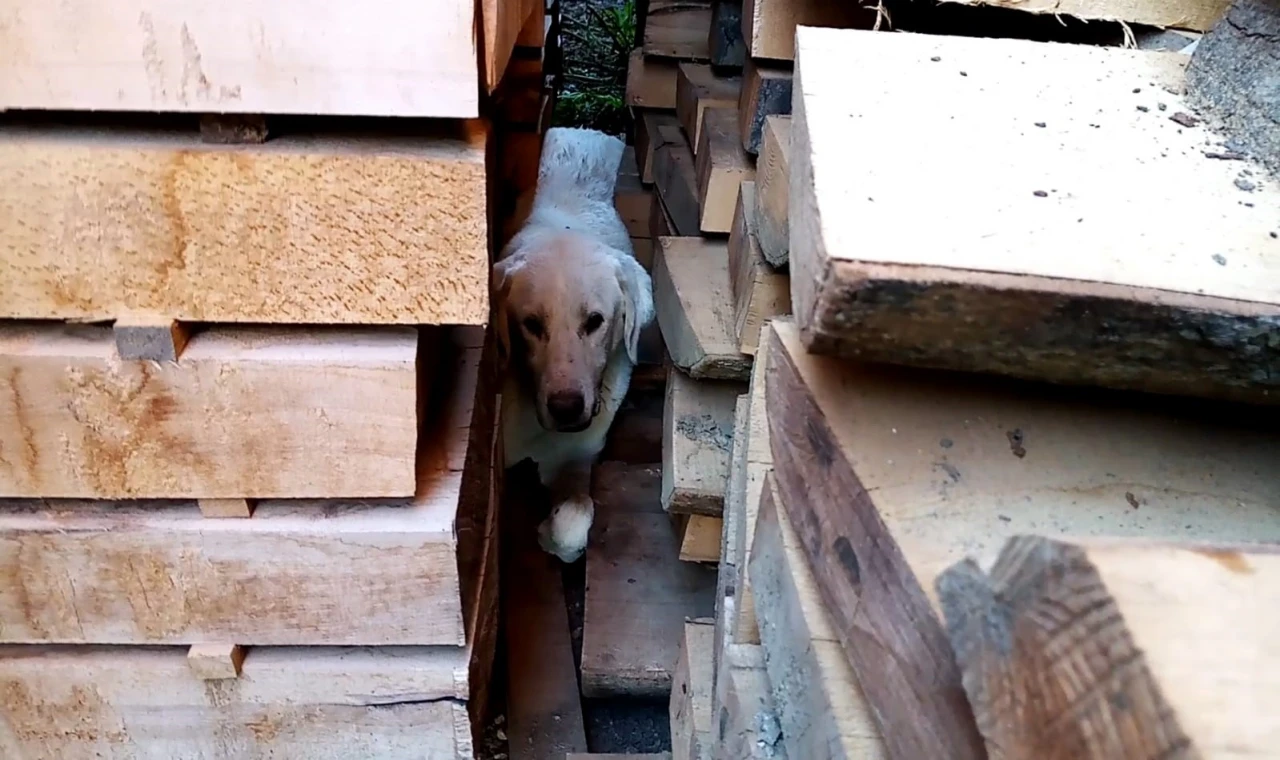 Kerestelerin arasına sıkışan köpeği itfaiye kurtardı