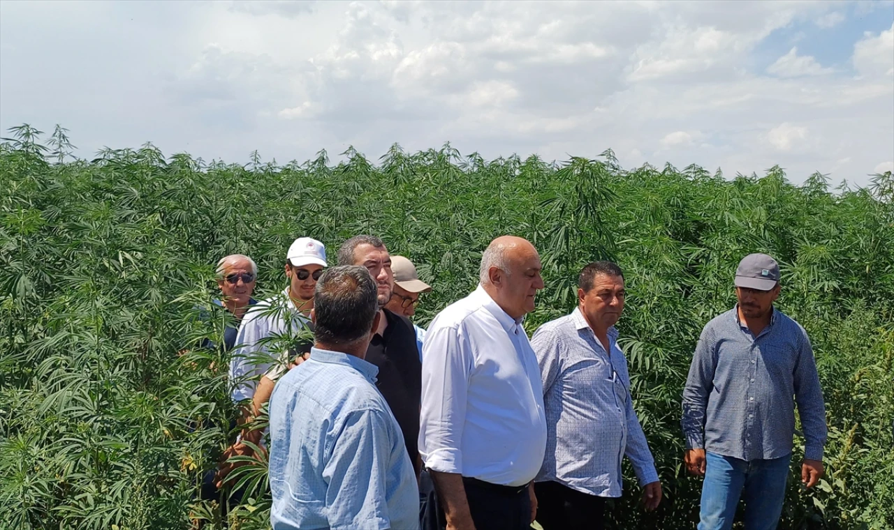 Konya'ya kenevir için yeni fabrika