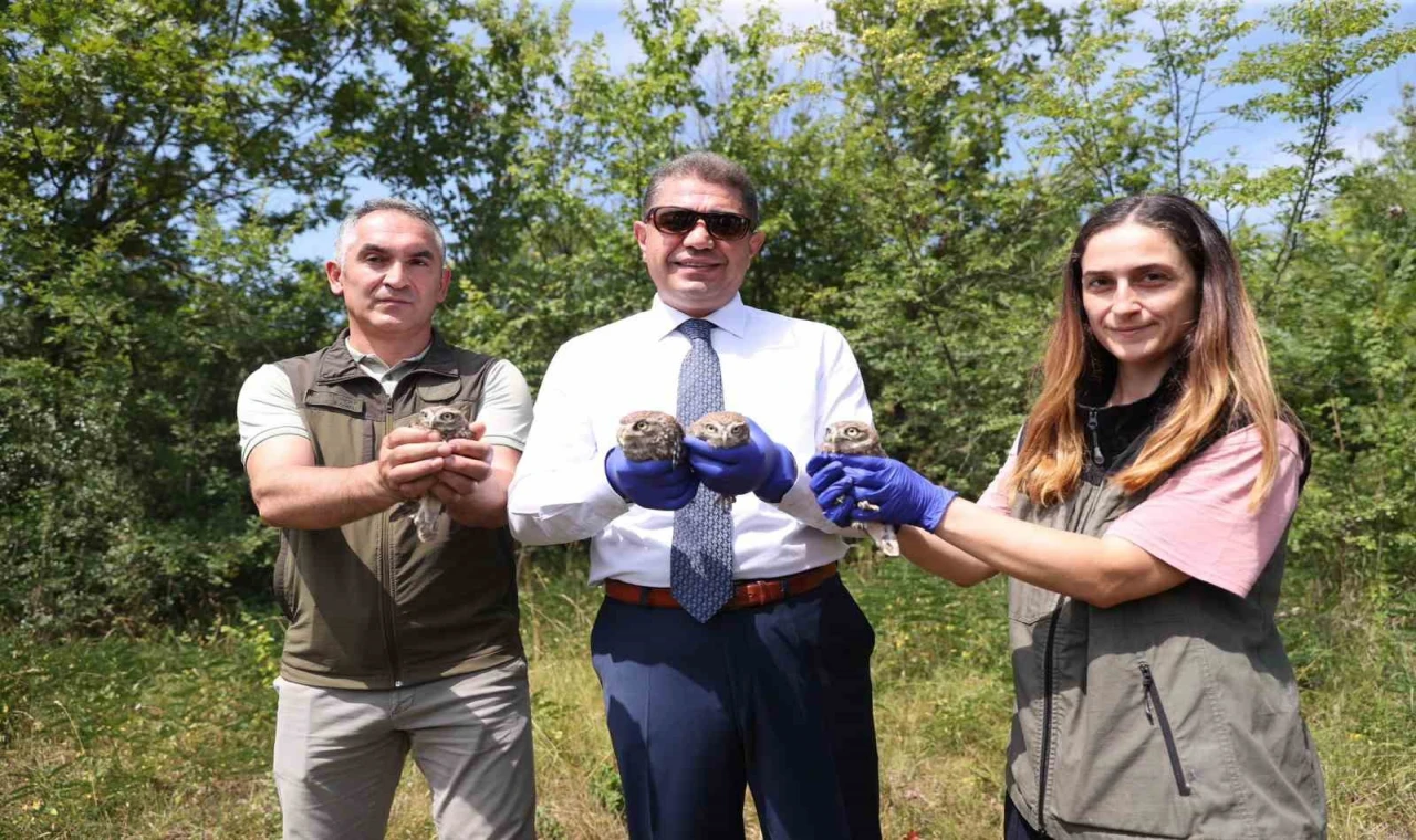 Kukumav baykuşlar doğaya salındı