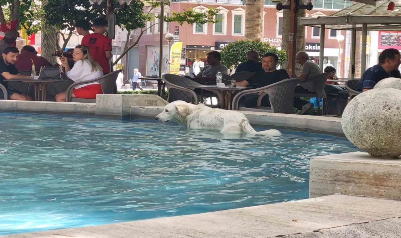 Sıcaktan bunalan köpek süs havuzunda serinledi