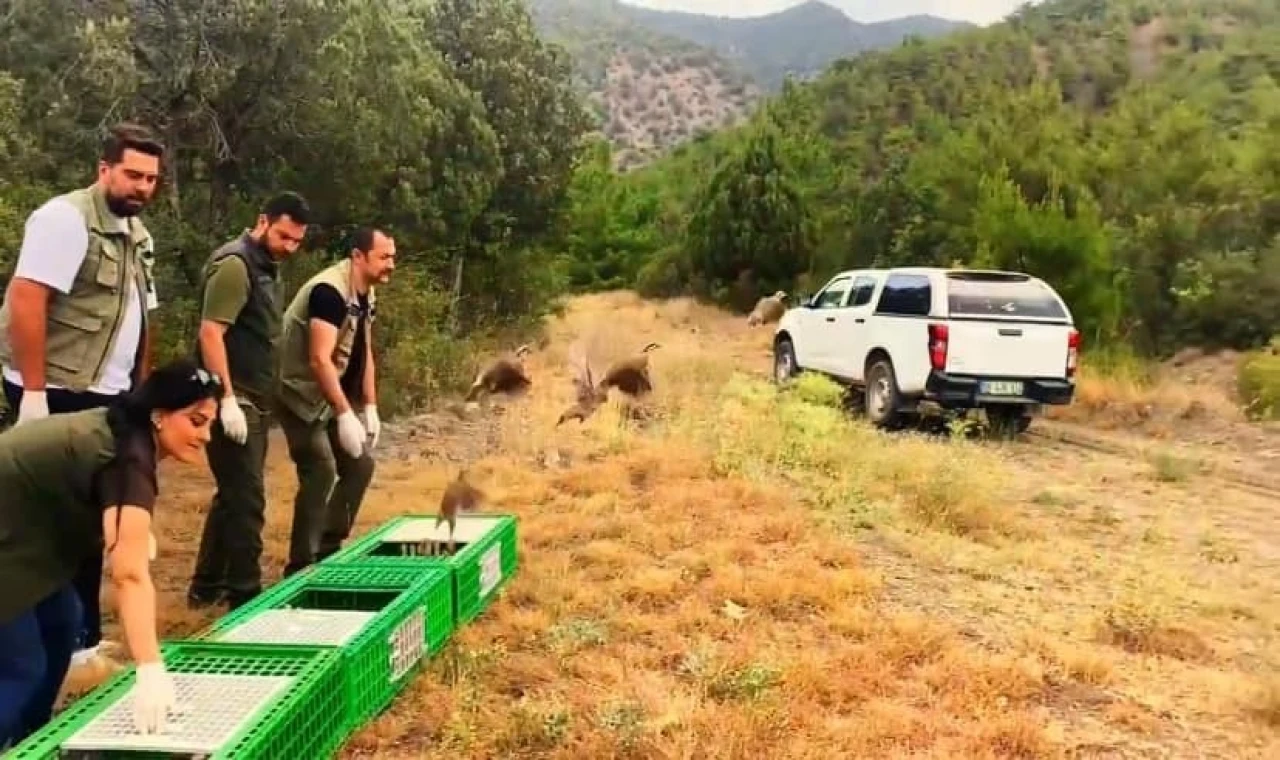 Sinop’ta 300 kınalı keklik doğaya salındı