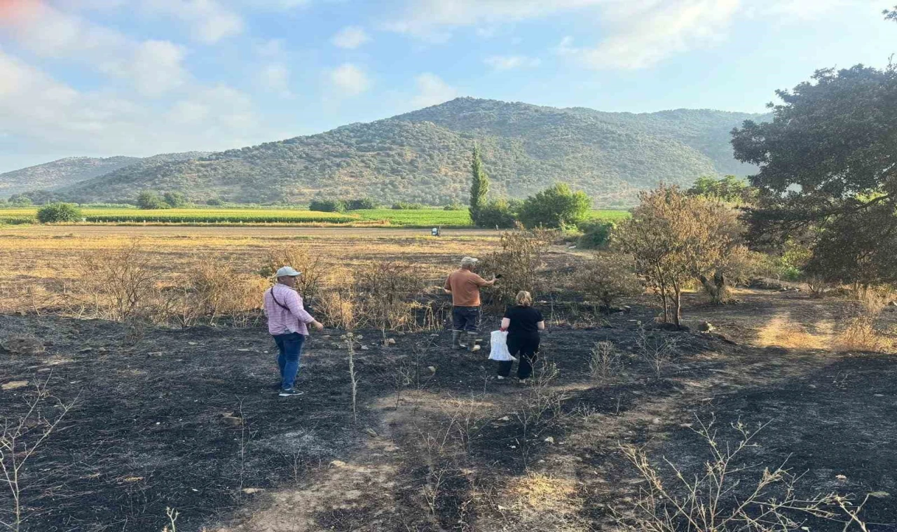 Söke’de yangından etkilenen 500 dekarlık zeytinlik alanında hasar tespiti yapıldı