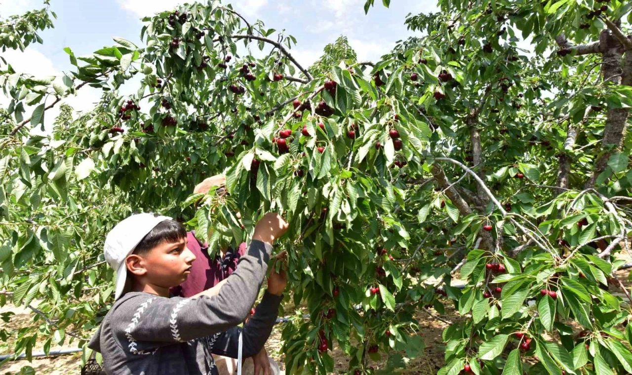 Türkiye’nin en geç kiraz hasadı Ahlat’ta yapılıyor