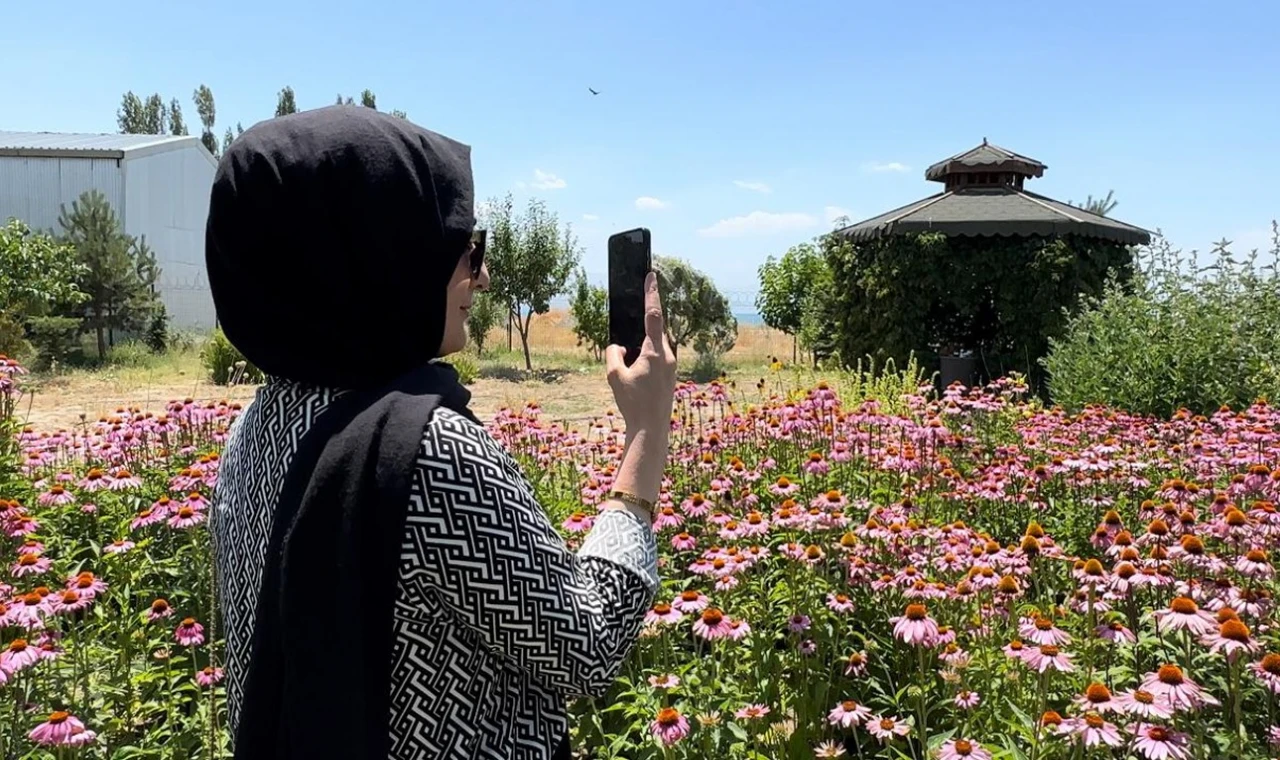 Van’da tıbbi bitkiler, doğal fotoğraf stüdyosuna döndü