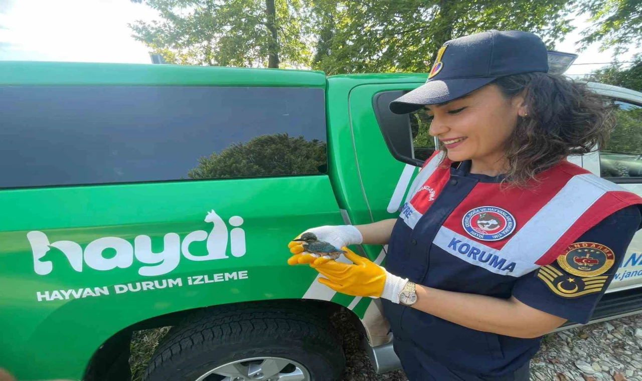 Yalı çapkını tedavi altına alandı