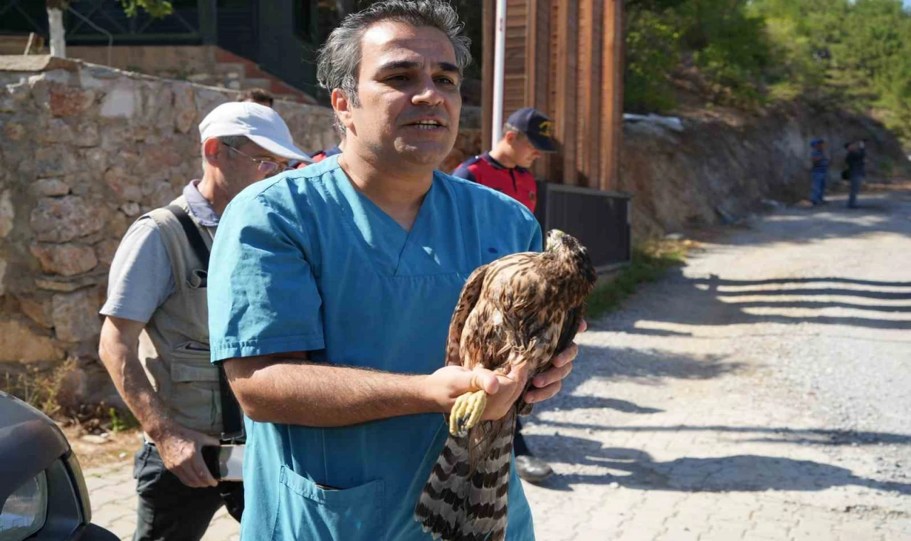 Yaralı bulunan kızıl şahin tedavisinden sonra Kazdağları’na salıverildi