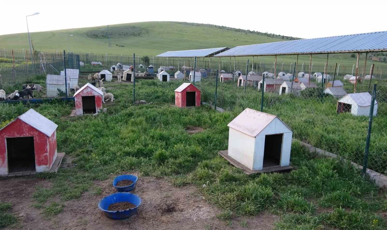 Yozgat’ta sokak hayvanları için ”Evcil Köy” kuruluyor