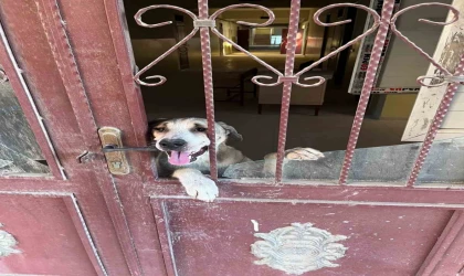 Antakya’da okul binasında mahsur kalan köpek kurtarıldı