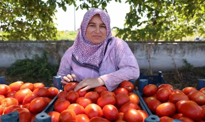 Aydın’da salça ve kışlık telaşı başladı