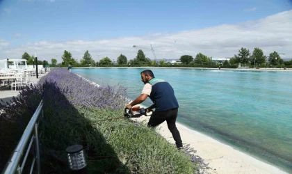 Büyükşehir 160 bin lavantanın hasadına başladı