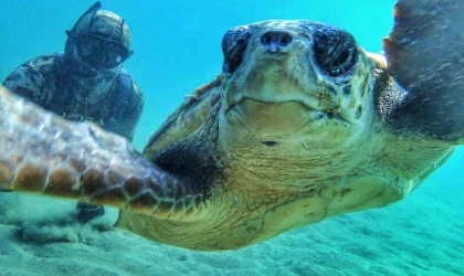 Çanakale Boğazı’nda caretta caretta ile selfie