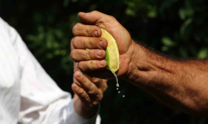 Çukurova’da erken hasat edilen Mayer limonların kalitesinde büyük risk