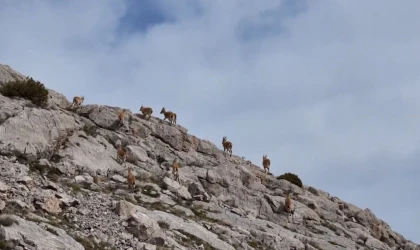 Dağ keçileri havadan görüntülendi