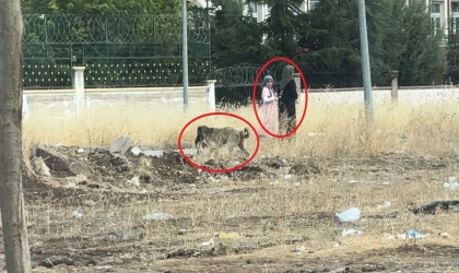 Diyarbakır’da başıboş sokak köpekleri telef ettiği kediyi yemek için yer aradı