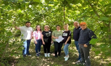 Fındıkta rekolte Karadeniz’in doğusunda yükseldi, batısında düştü