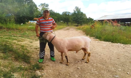 Hisarcık’taki üretici canlı ağırlığı 150 kilo gelen Merinolandschaf cinsi koç yetiştirdi