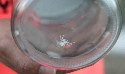 İnsanlarda merak uyandıran ’insan yüzlü örümceği’ kavanozda besliyor