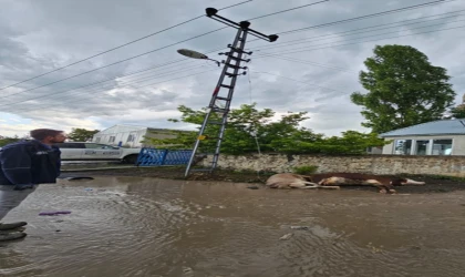 Kars’ta elektrik akımına kapılan 2 büyükbaş hayvan telef oldu