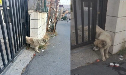 Korkuluklara sıkışan köpeği belediye ekipleri kurtardı