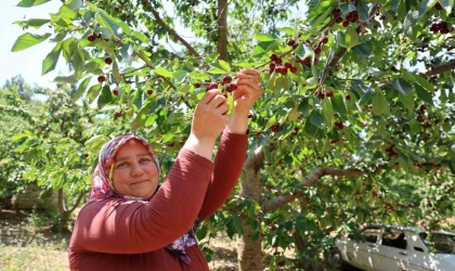 Lezzeti ülke sınırlarını aşan Saimbeyli kirazı tescil bekliyor