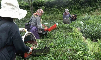 Mahalleli imeceyle hastanede yatan komşularının çayını topladı