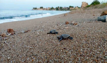 Manavgat’ta caretta caretta koruma çalışmaları sürüyor