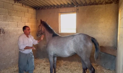 Milyonluk Arap ve İngiliz yarış atları Şanlıurfa’da yetişiyor