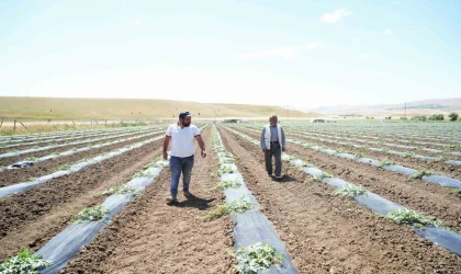 Muş’ta ekimi yapılan karpuzdan 2 milyar TL gelir bekleniyor