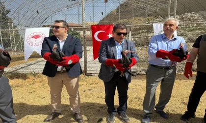 Şanlıurfa’da 30 kelaynak kuşu göç yoluna bırakıldı