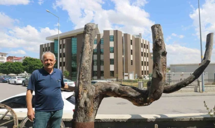 Şekli dikkatini çekti, kestirip bahçesinde yıllarca muhafaza etti