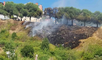 Sinop’ta ot yangını: Çam ağaçları zarar gördü