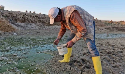 Su seviyesi düşen barajdaki yavru balıkları kovalarla kurtarmaya çalıştılar