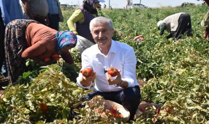 Tahmazoğlu çiftçilerle tarlada domates, topladı