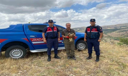 Yaralı kızıl şahin tedavisinin ardından doğaya salındı