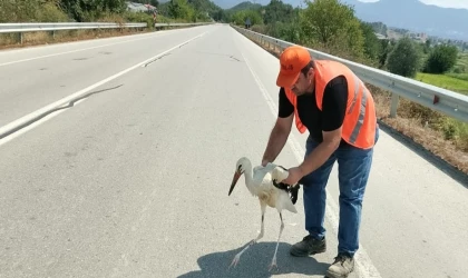 Yol kenarında yaralı halde bulunan leylek tedavi altına alındı