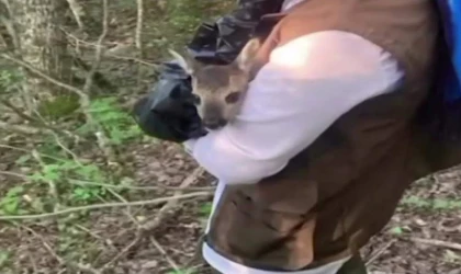 Yolunu kaybeden yavru karaca doğaya bırakılarak annesine kavuştu