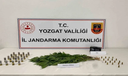 Yozgat’ta 14 kök kenevir ele geçirildi