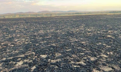 Yozgat’ta bin dönüm buğday ekili alanda yangın çıktı