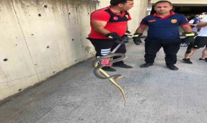 Zonguldak’ta 2 metrelik yılan otoparkta paniğe neden oldu