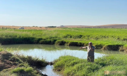 Konya Ovası'ndan sonra Harran Ovası'ndada görülmeye başladı vatandaşlar tedirgin!